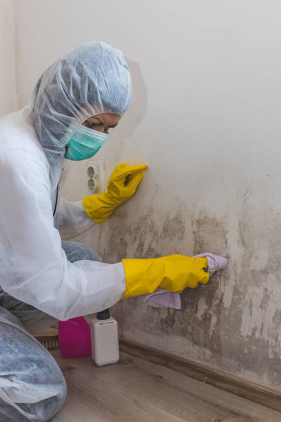 Best Real Estate Mold Inspection  in Greenbelt, MD
